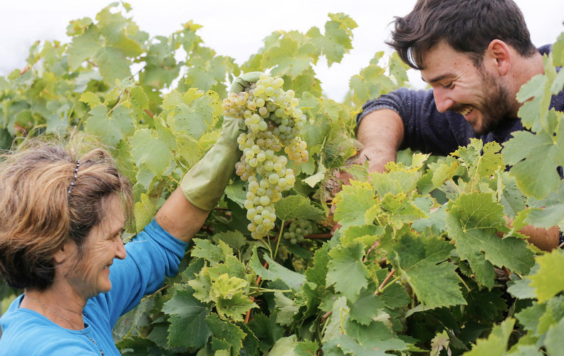 vendanges-cognac