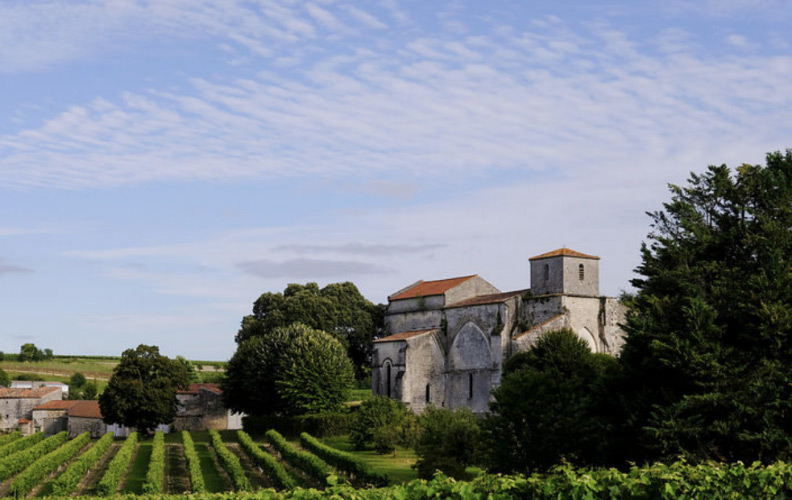 vignoble-cognac